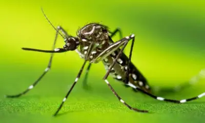 Com 5,5 mil casos prováveis, Acre tem queda na incidência de dengue