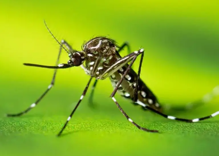 Brasil tem 67,4% dos casos de dengue na América Latina e Caribe