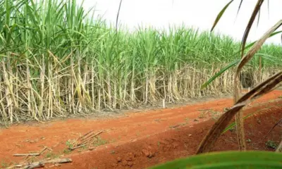 Produção de cana-de-açúcar na safra 2023/24 é a maior da série histórica da Conab