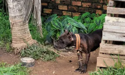 Cães vítimas de maus-tratos são resgatados pela polícia em Rio Branco