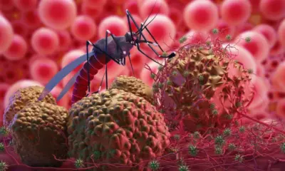 Acre já registra mais de mil casos de malária em 2024