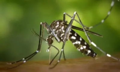 Casos de dengue e malária têm redução em Cruzeiro do Sul