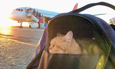 Justiça acreana concede liminar para que cliente da Gol viaje com dois gatos na cabine da aeronave
