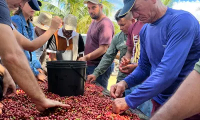 Produtores de café passam por oficina e dão ao Acre a 2ª maior produção do Norte
