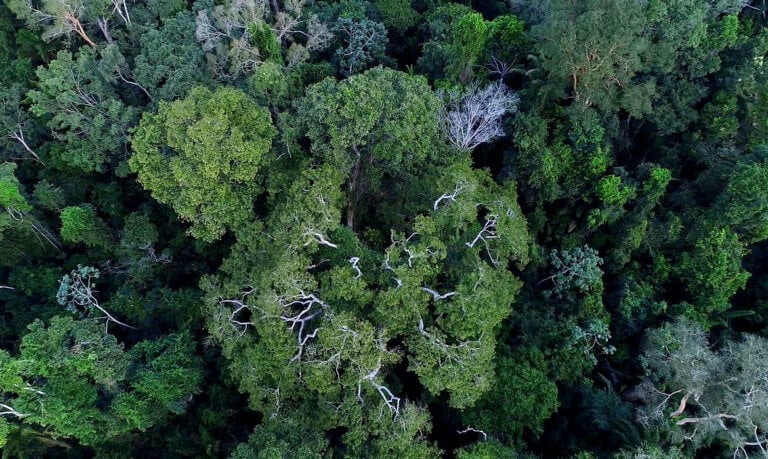 BNDES escolhe o IBAM para recuperar floresta no Acre, Amazonas e Rondônia