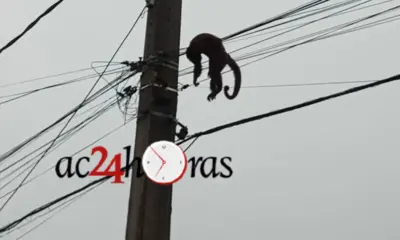 Macaco morre eletrocutado em fiação e deixa moradores sem energia na Capital
