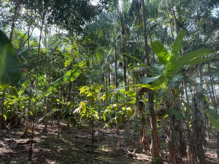 Embrapa encerra curso de implantação de consórcios agroflorestais no Acre