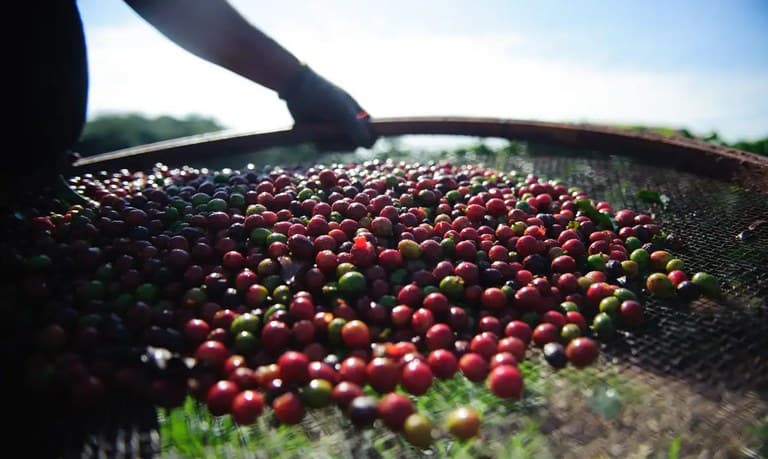 Produção de café na safra 2024 é estimada em 58,81 milhões de sacas