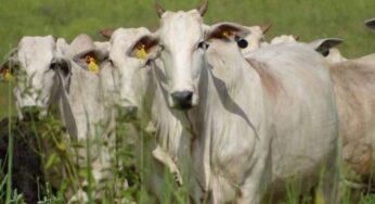 Abates de bovinos crescem 24,1% no 1º trimestre de 2024