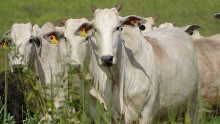 Abates de bovinos crescem 24,1% no 1º trimestre de 2024