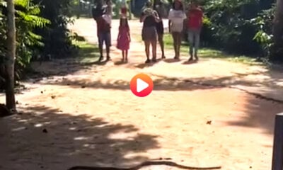 Cobra atravessa caminho no Parque Chico Mendes e assusta visitantes