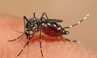 Casos prováveis de dengue já superam 2023 no Acre; chikungunya eleva quase 500%