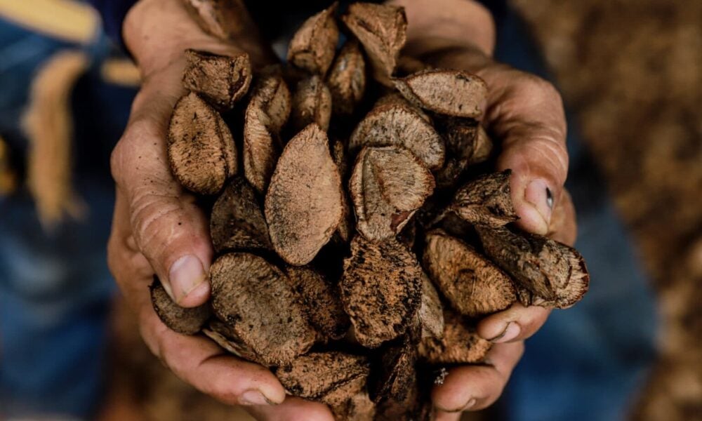 Valor da produção da castanha valoriza 191% e supera madeira