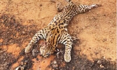 Jaguatirica morre ao ser atropelada em Epitaciolândia
