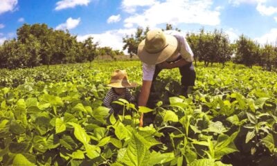 Acre deverá receber cerca de R$ 700 milhões em créditos para agricultura familiar