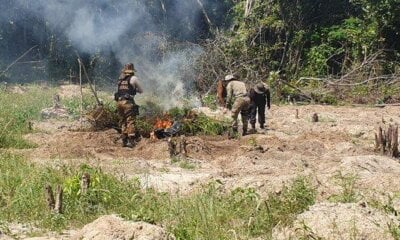 Operação da PF destrói 100 mil pés de maconha em terra indígena