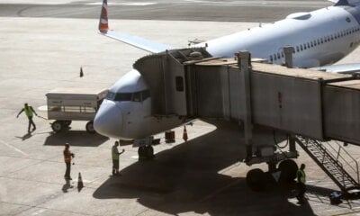 Comissão do governo vai definir regras para transporte aéreo de pets