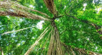 União Europeia e Governo da Alemanha anunciam mais recursos ao Fundo Amazônia