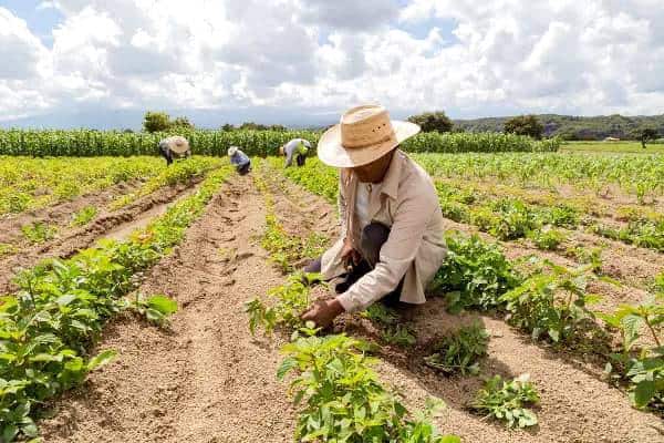 Acre deverá receber cerca de R$ 700 milhões em créditos para agricultura familiar