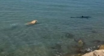 Vídeo: Cachorro pula no mar, persegue e morde cauda de tubarão