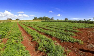 União destina mais de 174,8 mil hectares de terras para reforma agrária e indígenas no Acre e outros Estados