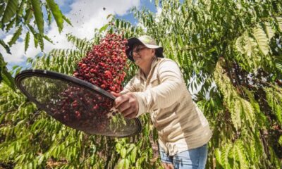 Acre tem mais de 95 mil hectares de área plantada, mostra levantamento