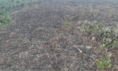 Operação da PF prende suspeito de destruir 250 hectares de mata no Amazonas