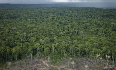 Amazônia: desmatamento em agosto de 2024 foi o menor em seis anos, diz governo