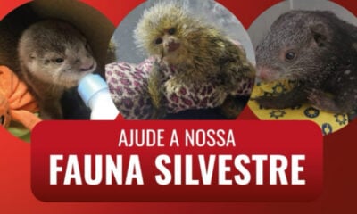 Campanha arrecada doações para animais feridos em queimadas no Acre