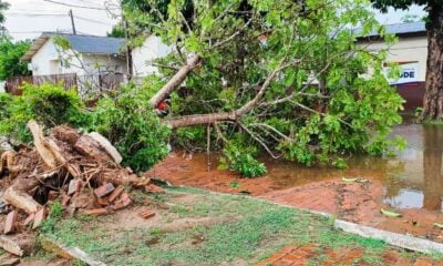 Temporal com granizo destelha casas, derruba muros e árvores em Xapuri