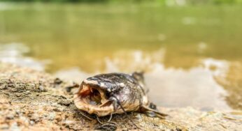 Após 35 dias, governo ainda não sabe causa da morte de peixes no Rio Acre