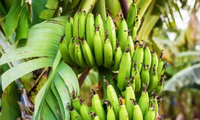 Produtores de banana enfrentam prejuízos devido à estiagem na capital