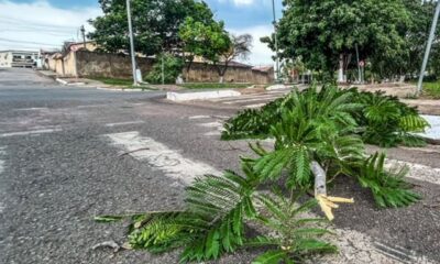Rio Branco autoriza retirada e leilão de árvores na zona urbana