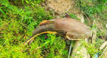 Peixes de até 25 kg aparecem mortos no Rio Acre; Semeia investiga caso