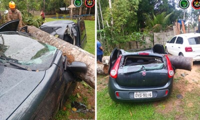 Pé de buriti destrói carro em Cruzeiro do Sul