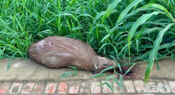 Capivara é encontrada morta na Estrada da Floresta, em Rio Branco