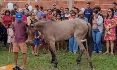 Cavalo de jovem morto em acidente vai ao velório em Cruzeiro do Sul