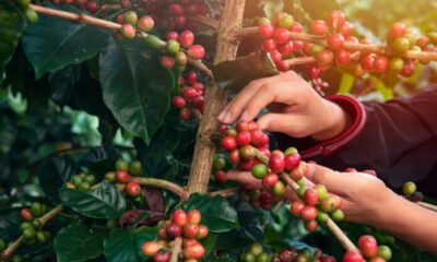 50% do café produzido no Acre vem da região do Juruá