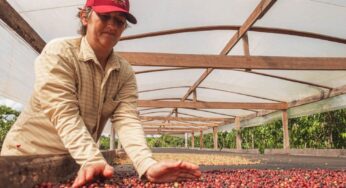 Governo intervém na competitividade do café acreano