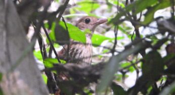 Biólogo fotografa ave rara pela primeira vez no Parque Chandless