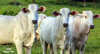 Acre e Rondônia mantêm unidade de defesa