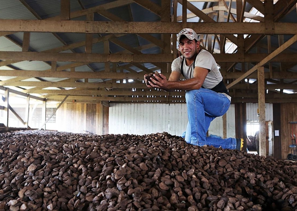 O paradoxo da castanha