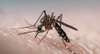 Dengue: saiba sobre transmissão e principais sintomas da doença