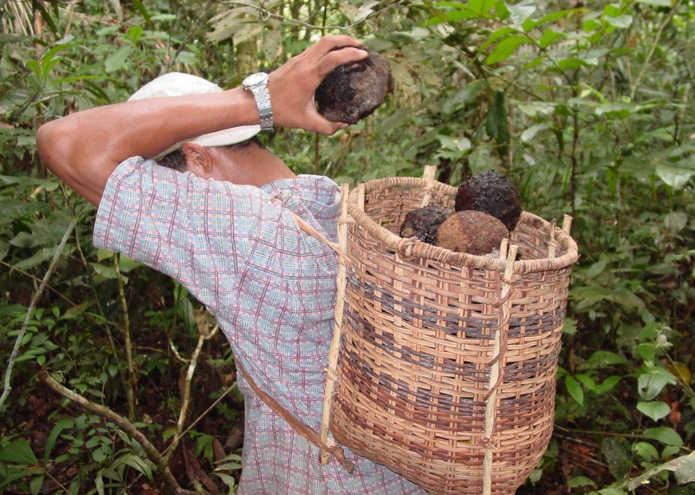 O paradoxo da castanha