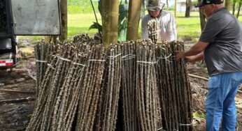 Amapá e Pará estão em estado de emergência fitossanitária