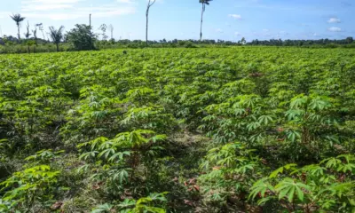 Com apoio europeu, Acre cria projeto para recuperar áreas degradadas