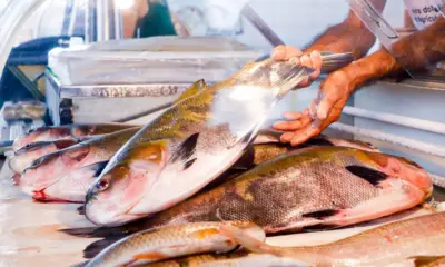 Feira do Peixe deve atrair mais de 60 psicultores em Rio Branco