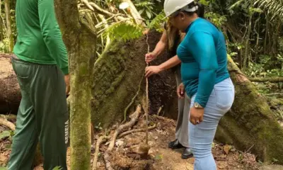 Após corte de árvore, Horto Florestal ganha novas mudas