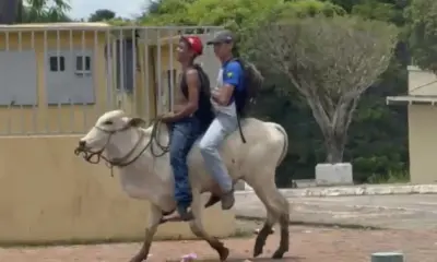 No  Acre, estudantes vão para a aula montados em um boi