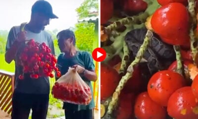 No Acre, vereador ganha cacho de pupunha com cobra e leva susto